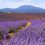 Lotto’s Jason Delamore on his family’s lavender farming escape