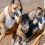 Pro-greyhound lobbyists target government for racing ban