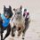 Independent Harriss conditional on greyhound racing ban support