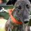 Dozens of New Zealand greyhounds expected to arrive in Queensland