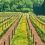 Endeavour responds to concerns over vineyard divestment