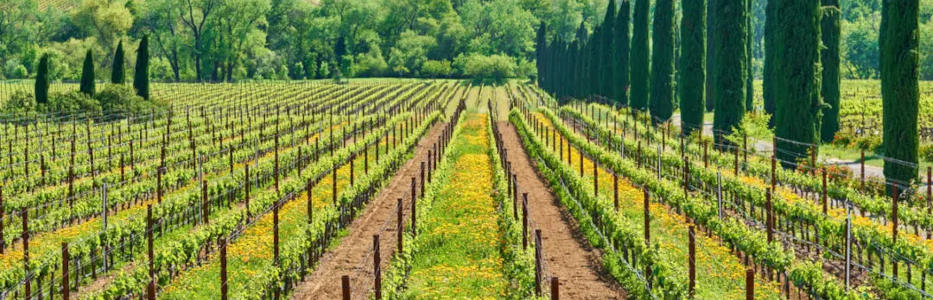 Endeavour responds to concerns over vineyard divestment